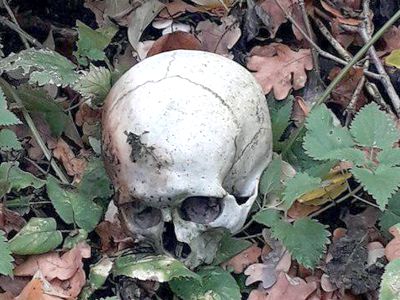 Під час “тихого полювання” грибники знайшли справжній череп людини (ФОТО)