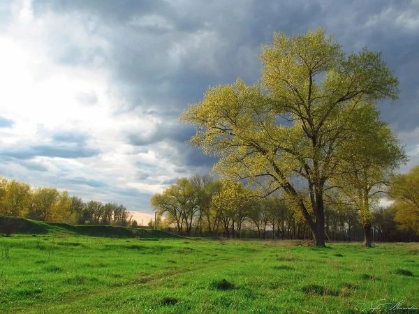 Олександрійська сім'я вивозила сміття у «топольки»